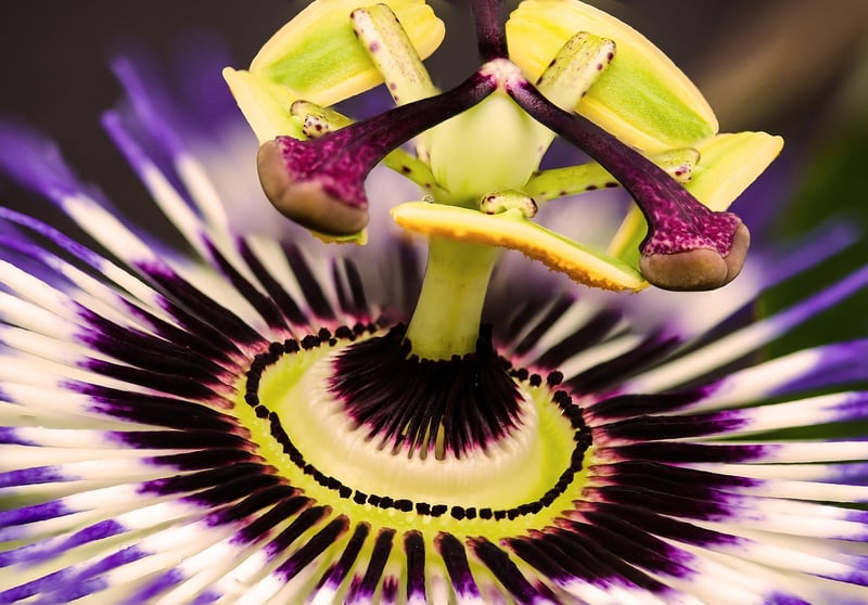 Fairy Nectar