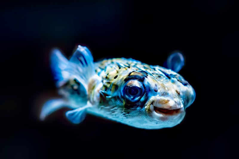 Underwater Paradise